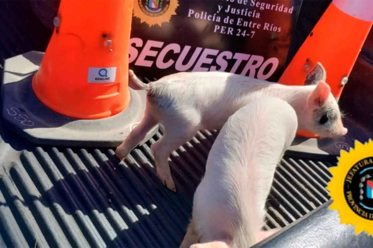 Robado y comprado: tras denuncias, la policía recuperó dos porcinos y varios objetos